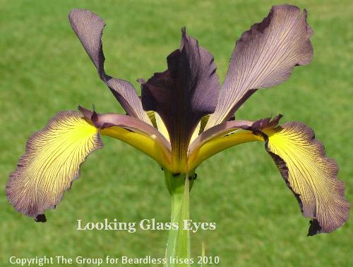 Looking Glass Eyes (2)